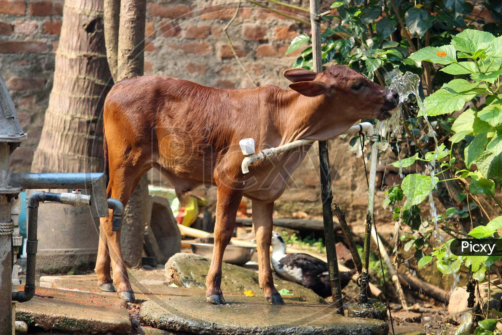 Calf Drinking Water From A Broken Water Supply Pipe