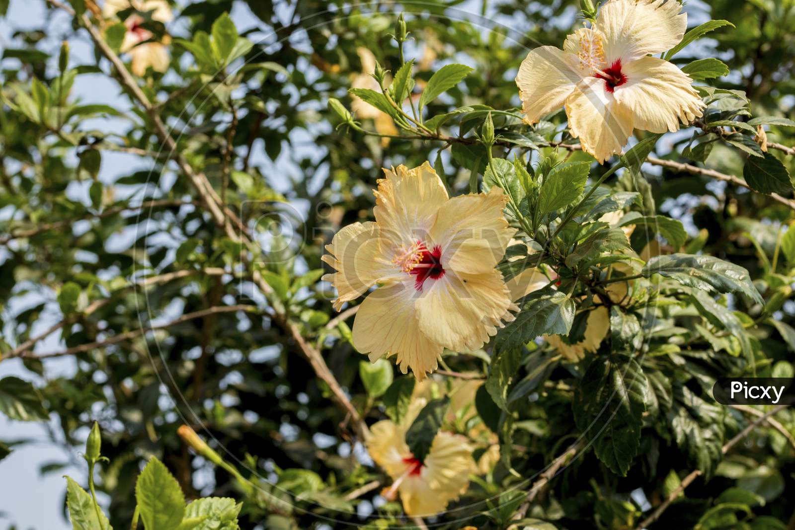 yellowish white hibiscus flowers