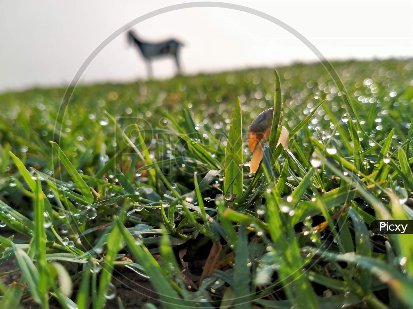 Snail on the blade of grass.