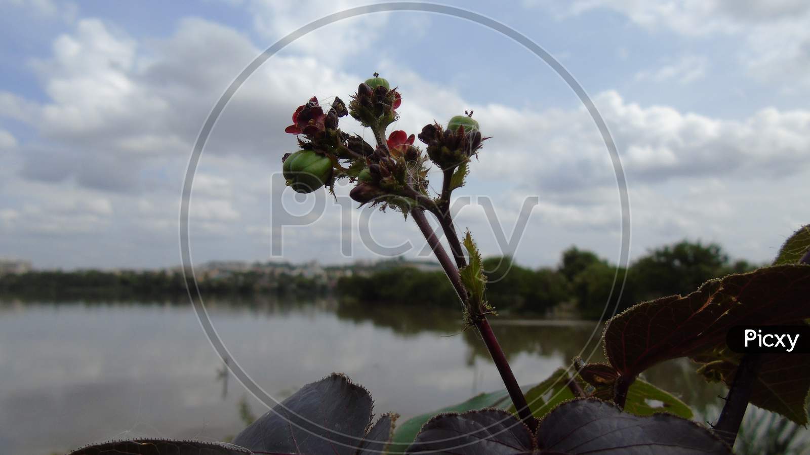 flowering plant in water background