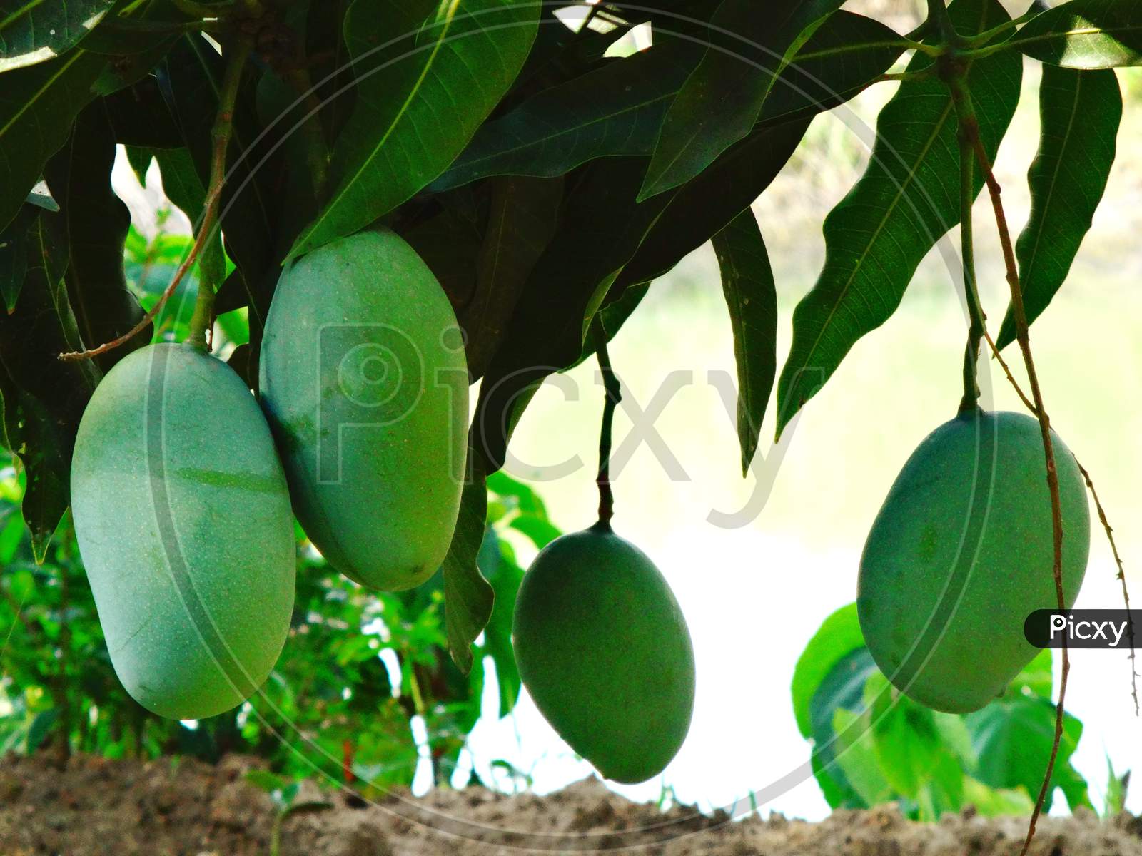Green mango fruit tree closeup photography