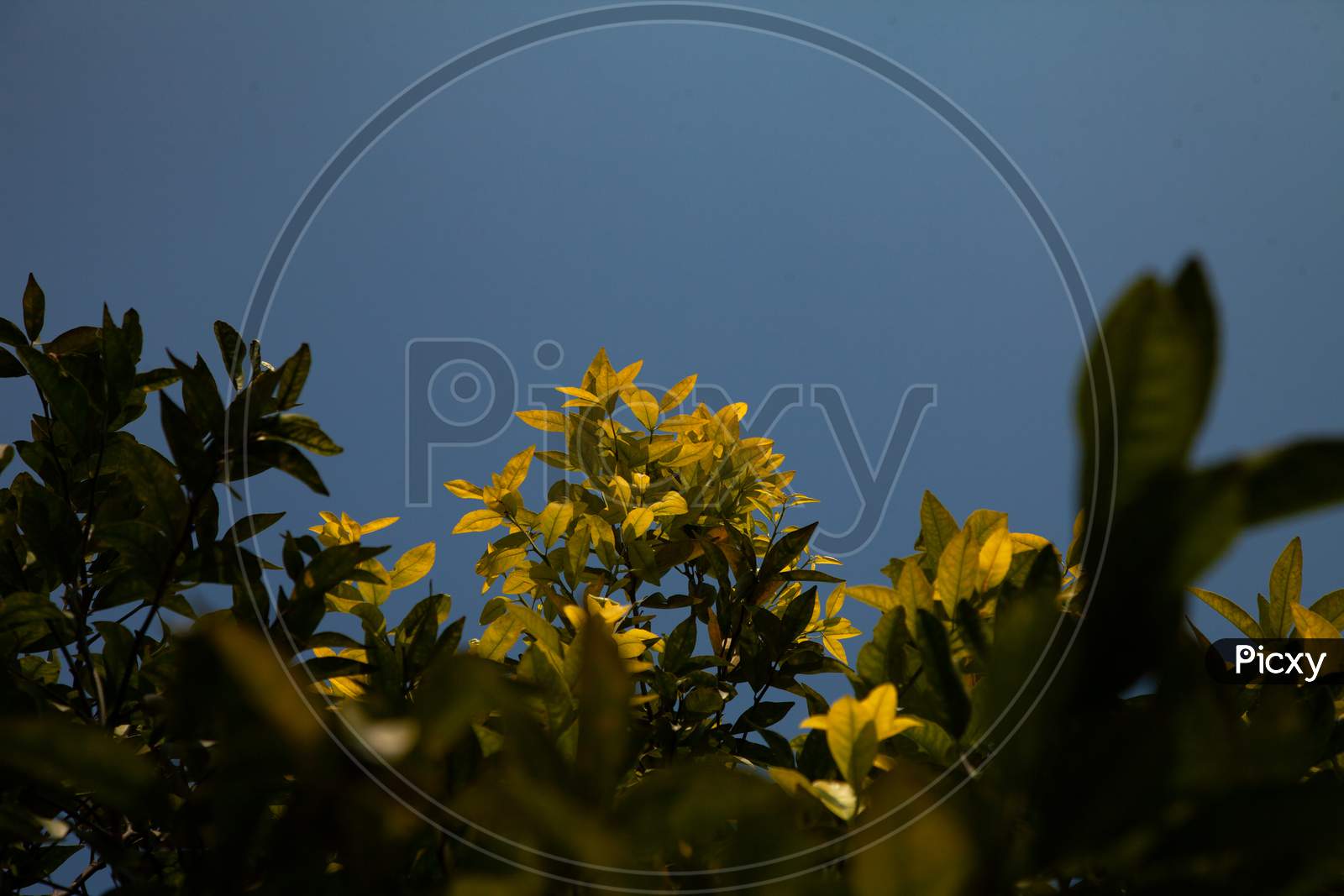 Yellow Leaves with blue sky