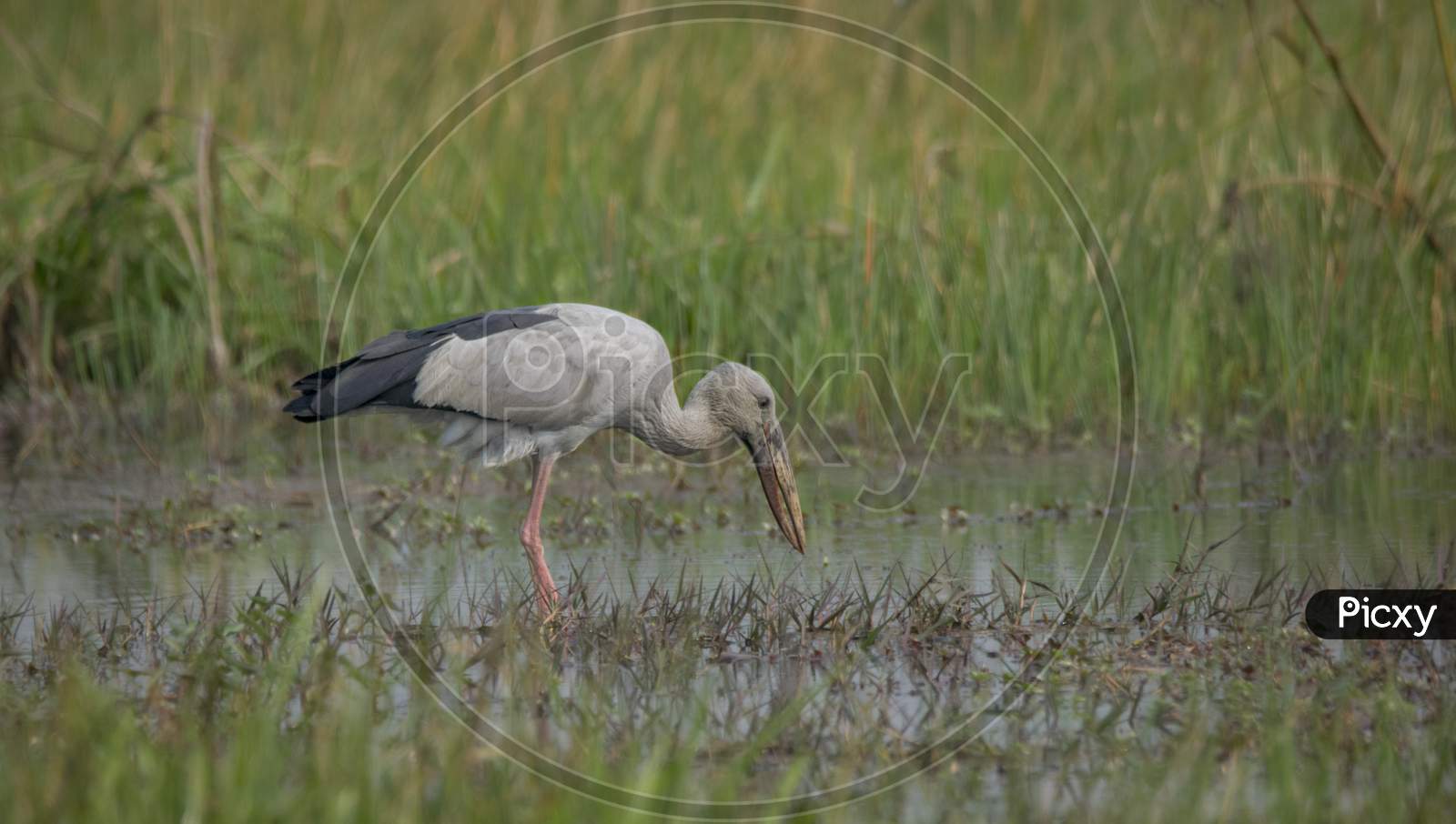 A Big Wild Bird Searching Food From Water At Wetland .