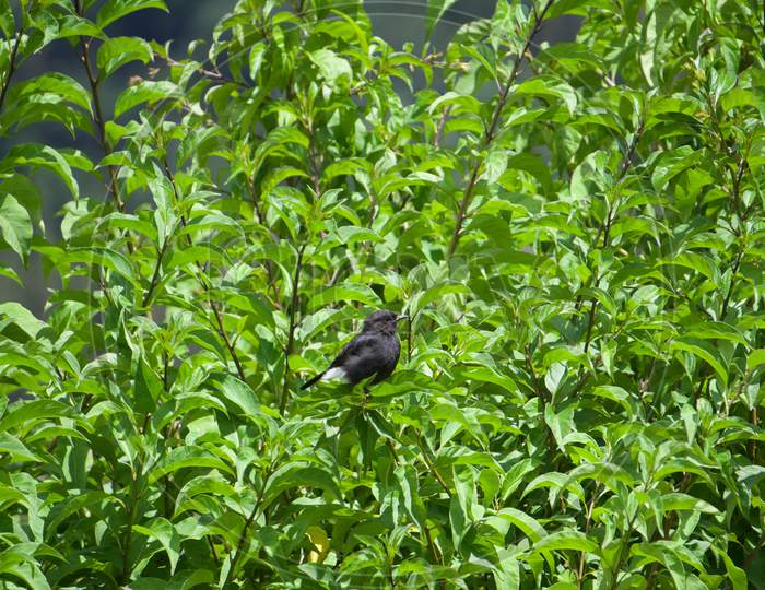 Pied bush chart bird in the forest