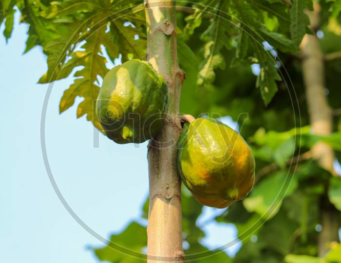 Papaya Hanging From Papaya Tree