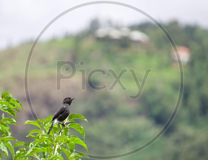 Pied bush chart bird in the forest