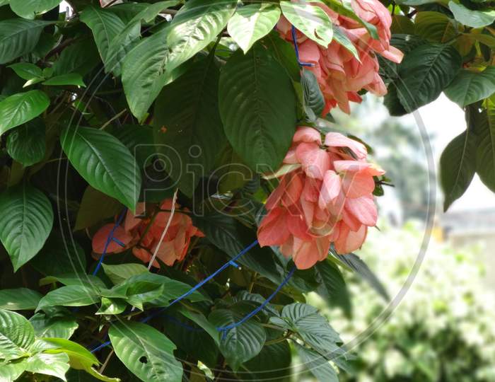 Pink borage family petal flowering plant