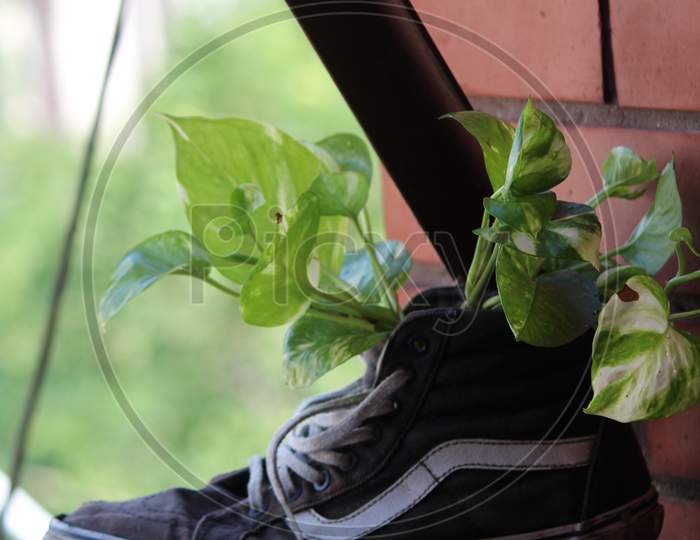 Gardening ideas at home, money plants in shoes