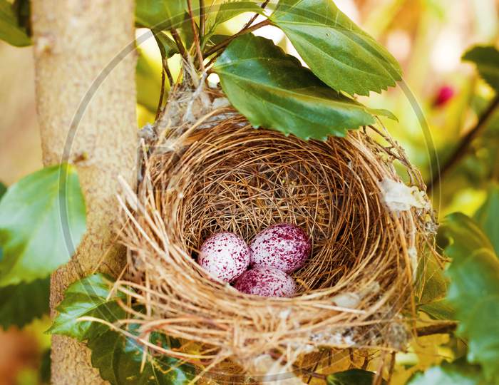 a beautiful bird nest with three eggs