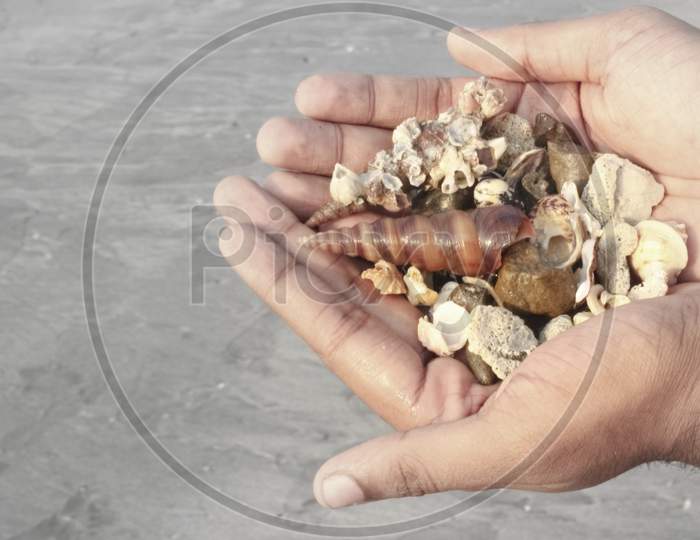 Full Hand Of Different Kinds Of Dead Sea Snail'S Shell With A Blurry Sand Background .