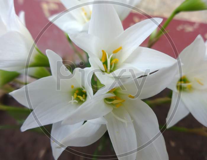 Amaryllis belladonna lily family flowering plant closeup macro photography