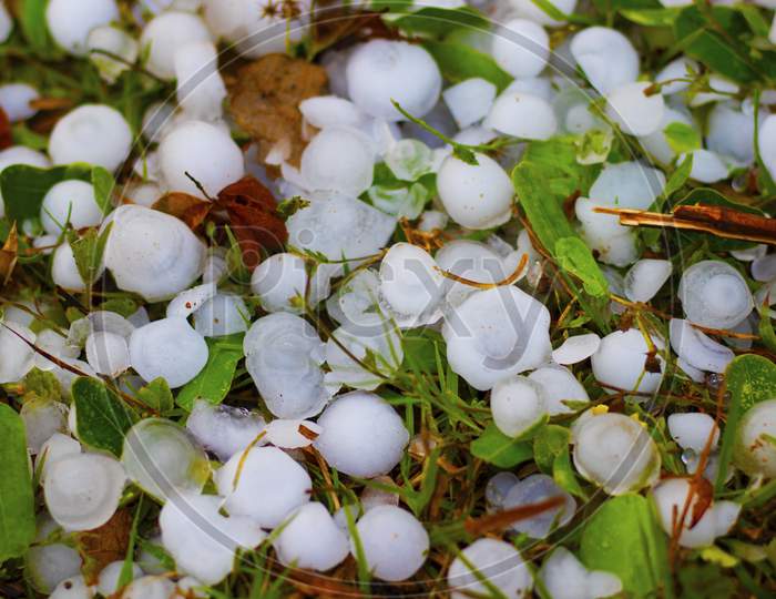 Hailstones On Grass After Hailstorm,A Strom Of Heavy Hail