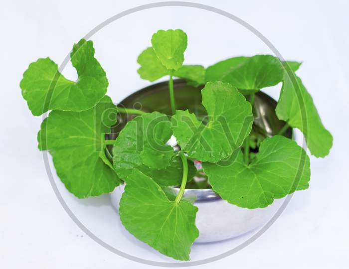 Centella asiatica,asiatic pennywork,gotu kola leaves for herbal medicine