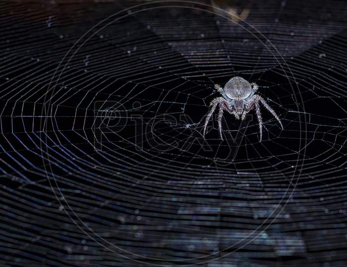 Nuctenea Umbratica, The Walnut Orb-Weaver Spider Creating Trap