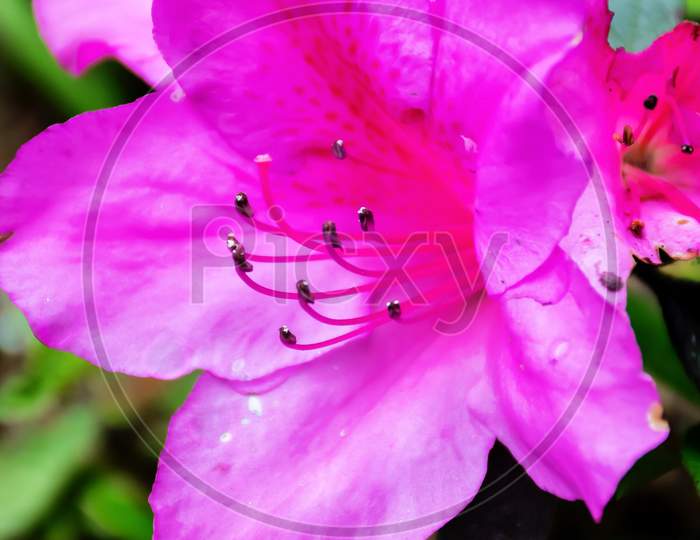 Close-up of a blossoming  beautiful colourful Flower in North Sikkim Eastern Himalaya