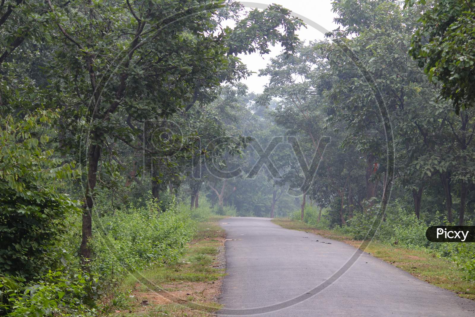 Empty Road Through Forest Surrounded With Trees
