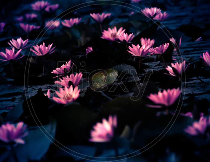 The Leaves Are Floating In The Water Of A Small Pond With A Bunch Of Beautiful Pink Water Lilies