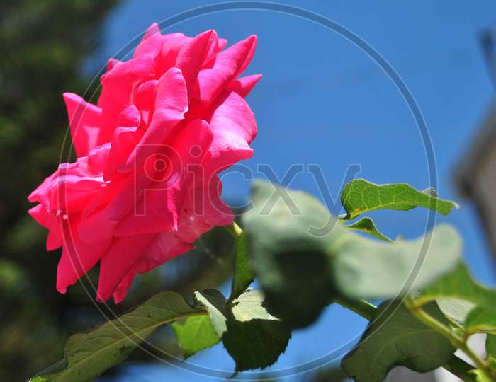 beautiful pink Red Rose Garden
