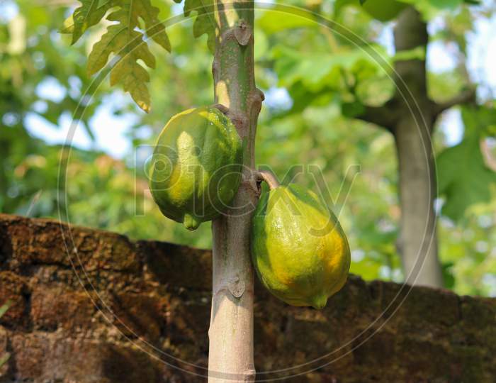 Papaya Hanging From Papaya Tree