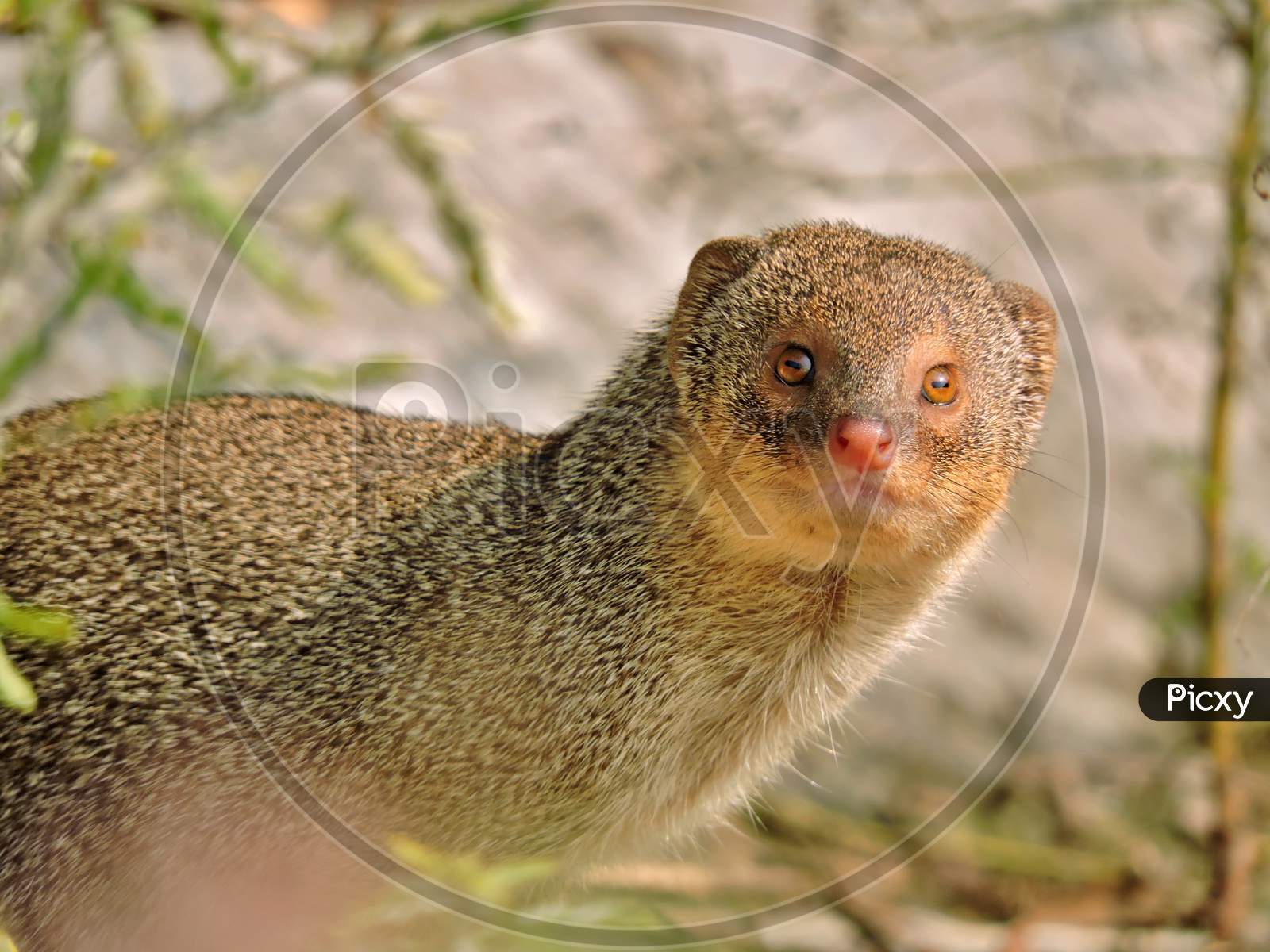 Image of Indian Grey Mongoose-SV030338-Picxy