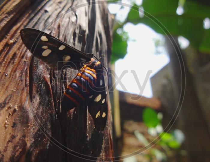 Cynthia monarch butterfly black swallowtail closeup macro photography
