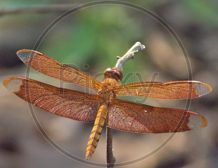 A dragonfly on a twig