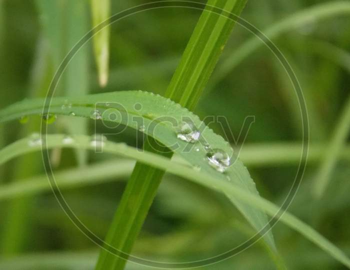 Water droplets on a blade of grass