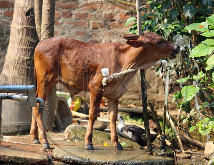 Calf Drinking Water From A Broken Water Supply Pipe