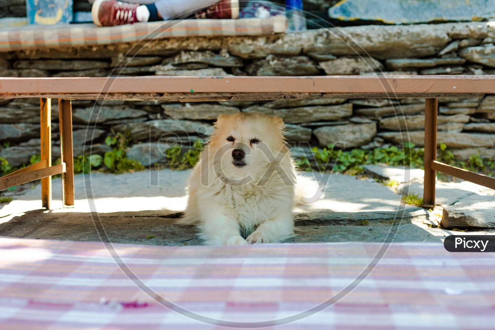 A Cute Dog under the table looking at the strangers