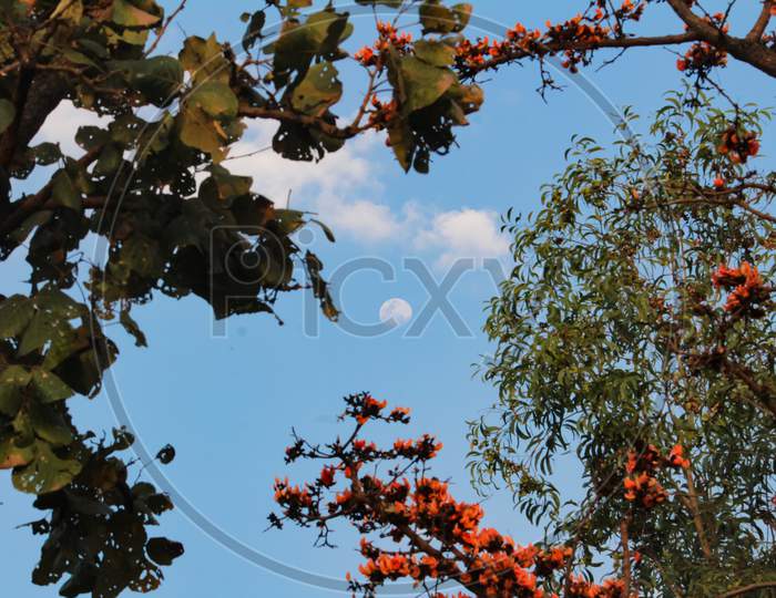Moon Visible Through Tree Branches With Red Flower And Blue Sky