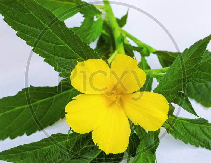 beautiful yellow damiana flower with green leaves is used for medical purpose