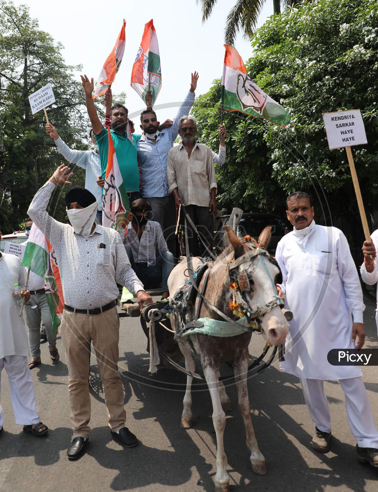 Senior Congress leader and former minister Raman Bhalla along with his party workers ride a cart to protest the hike in the prices of petrol and diesel in Jammu on July 03, 2020.