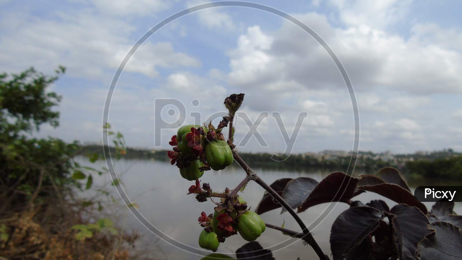 flowering plant in water background