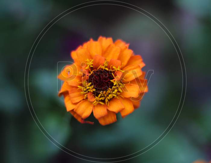 Zinnia Flower With Green Blurry Background