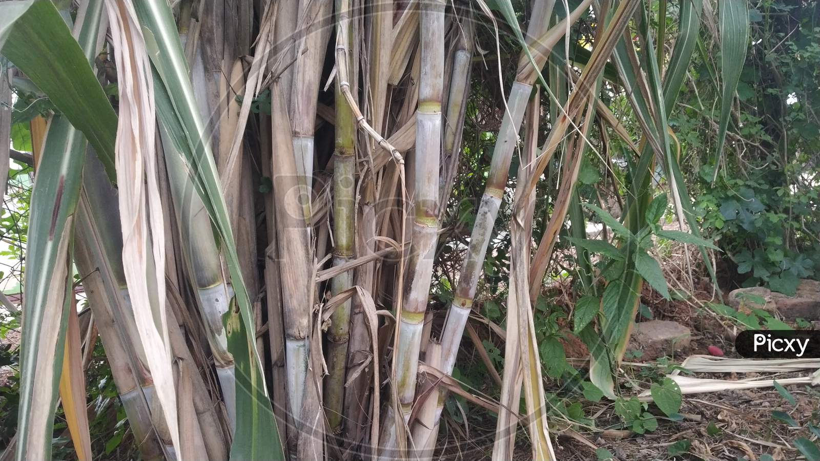 Indian Sugarcane Plants In Farm With Brown And Green Bamboo