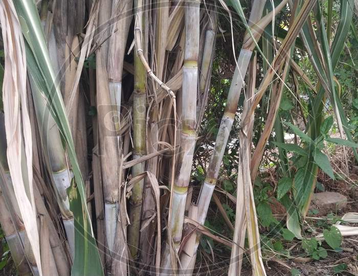 Indian Sugarcane Plants In Farm With Brown And Green Bamboo
