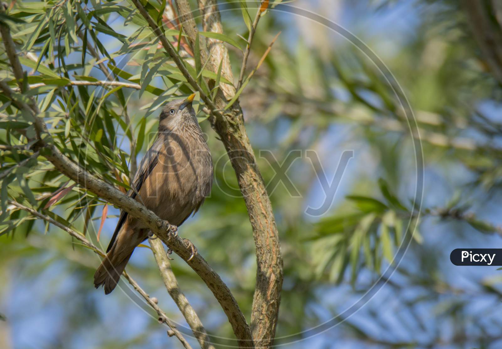 A Wild Bird On Tree Branch At Morning Light .