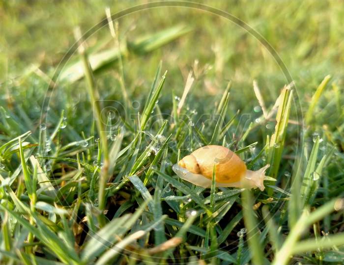 Landsnail is on wet leaf of  grass.