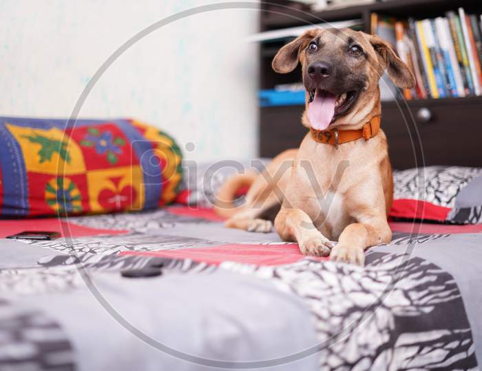 A Happy Dog Sitting On The Bed With His Tongue Out