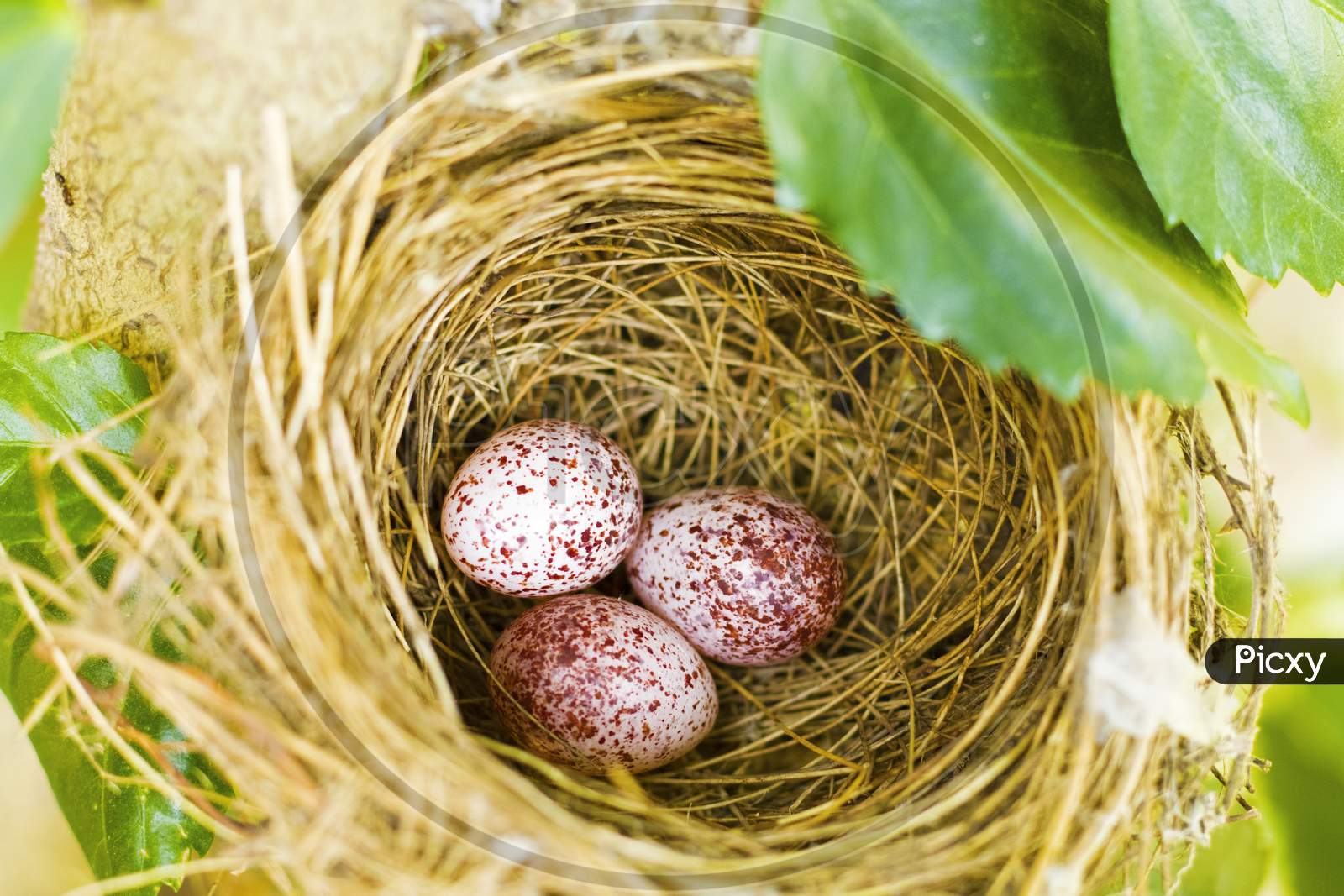a beautiful bird nest with three eggs