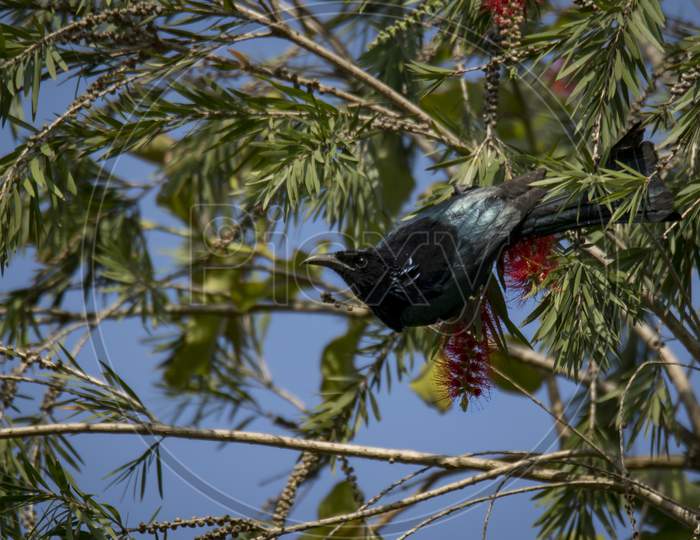 A Wild Bird Playing On Tree Branch .