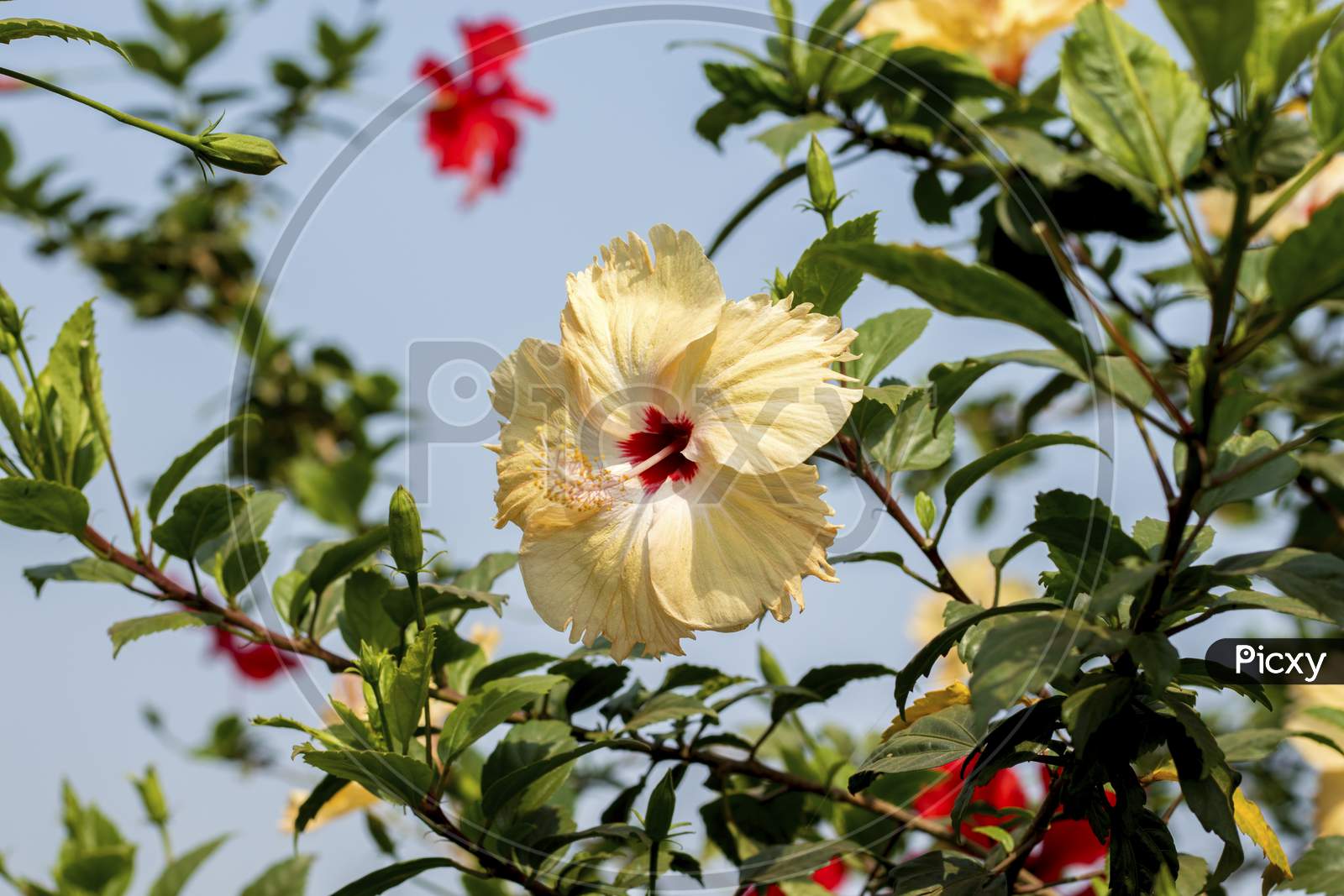 yellowish white hibiscus flowers