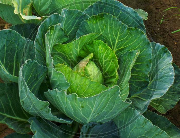 Cabbage, ready for harvesting