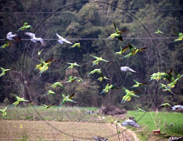 Beautiful Picture Of Flying Parrots In Village Uttarakhand