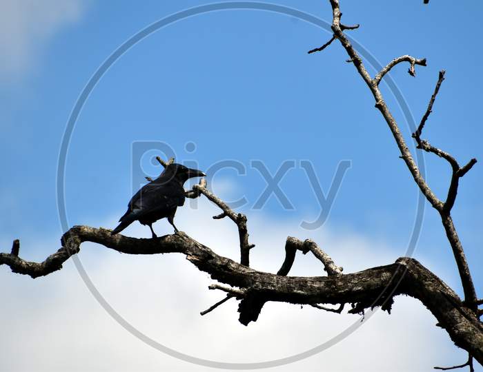 Beautiful Picture Of Crow And Tree Branches