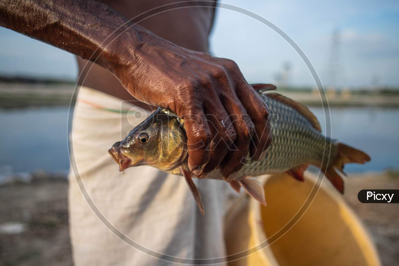 Indian Fisherman Holds A Fish Caught From The Polluted Water Of The Yamuna River On July 30, 2020 In New Delhi, India.