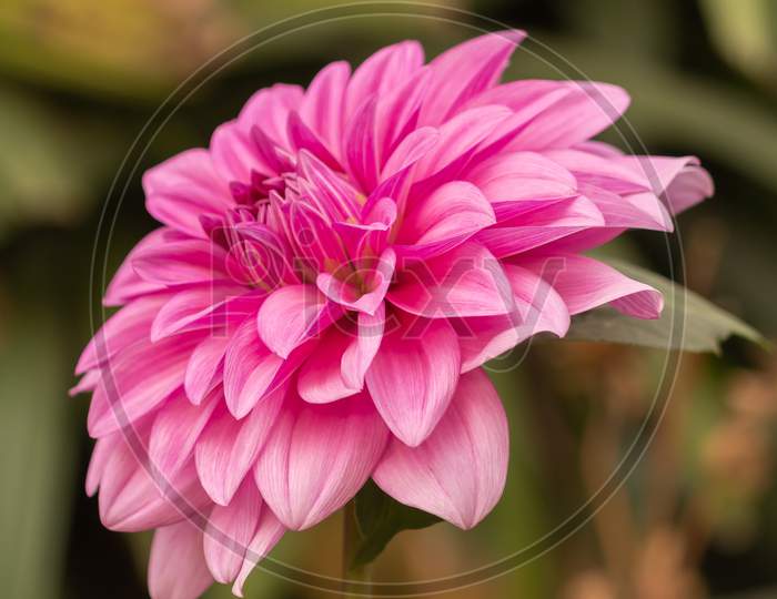 View Of Pink Daisy Flower In The Garden On A Stem In Cloudy Day Facing Left In Vertical Frame