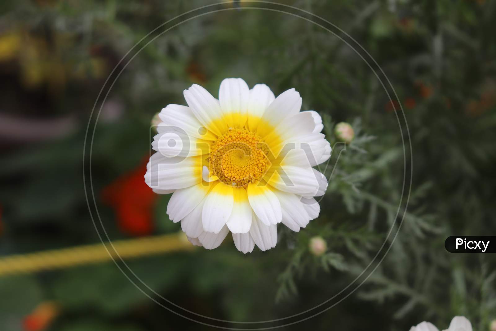 Marguerite Daisy Flower - Close Up - White Yellow Margarita