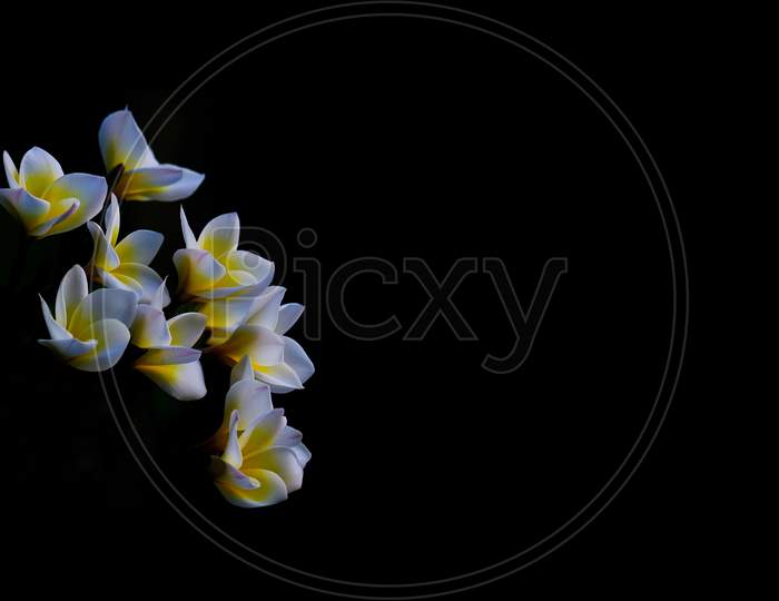 White Frangipani Flowers Or Plumeria On Black Background