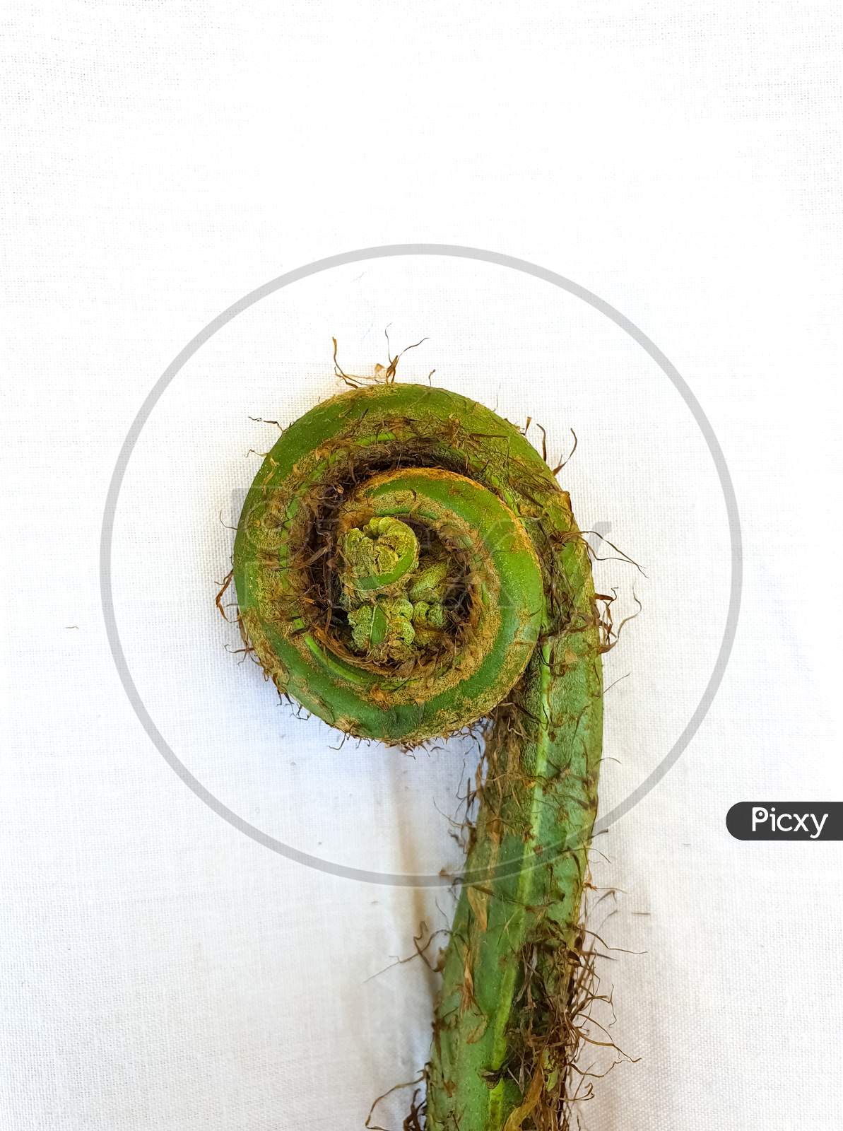 Wild vegetables - Studio shot of fiddlehead fern with white background